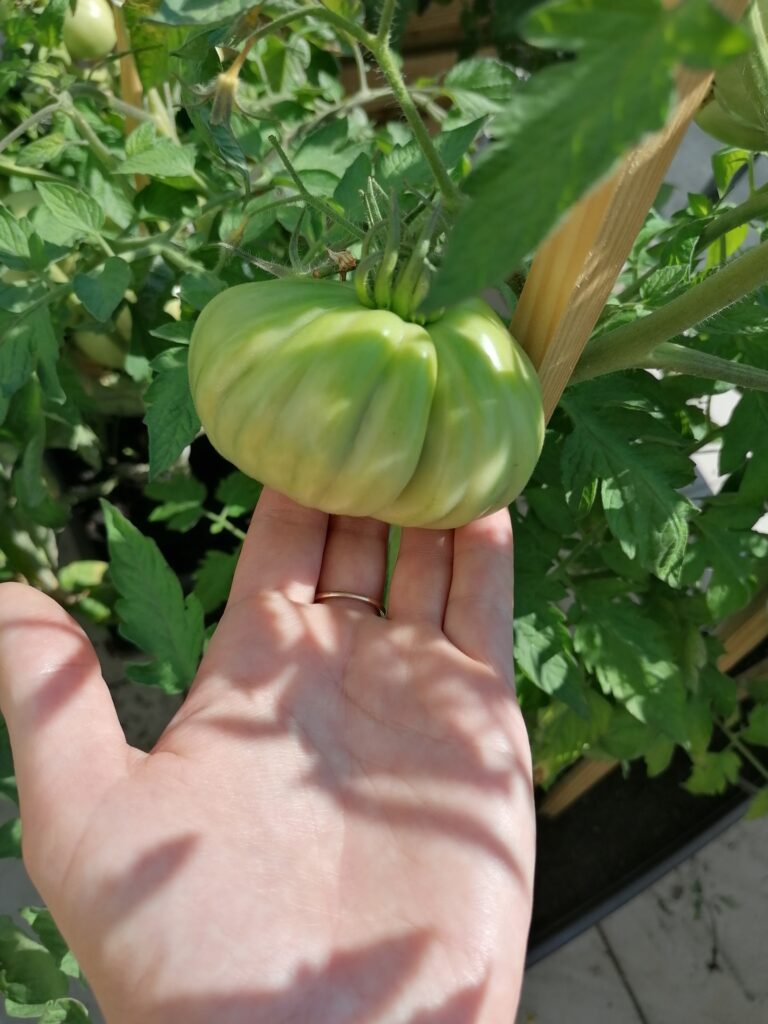 Uprawa pomidorów na tarasie