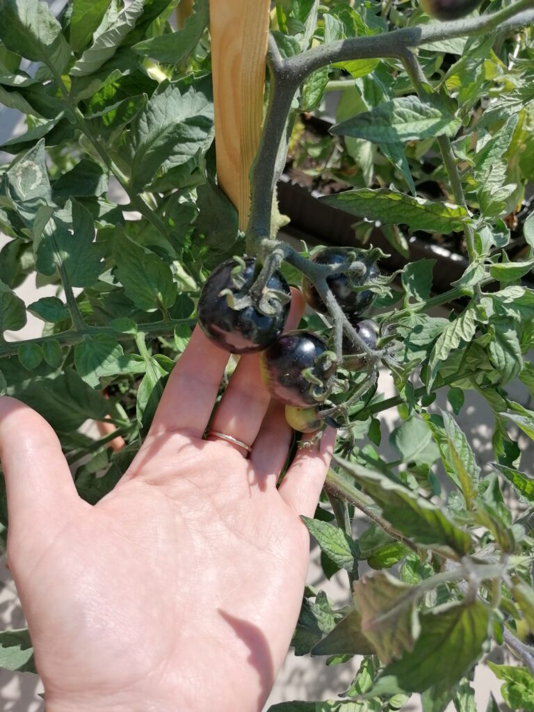 Uprawa pomidorów na tarasie